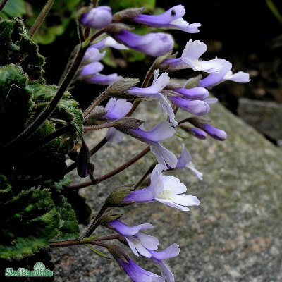 Haberlea rhodopensis, Haberlea