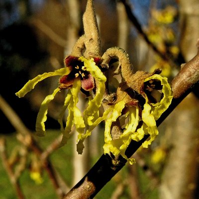 Hamamelis mollis
