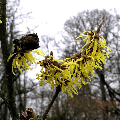 Hamamelis mollis