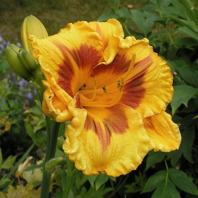 Hemerocallis hybr. Fooled Me