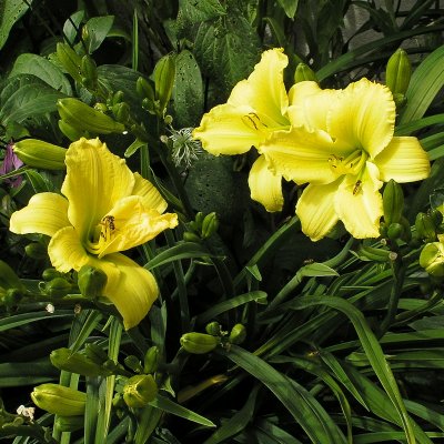 Hemerocallis hybr. Green Flutter, Daglilja, SQ1