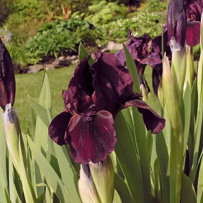 Iris pumila Cherry Garden