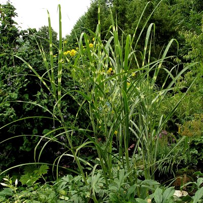 Miscanthus sinensis Zebrinus, Zebragräs