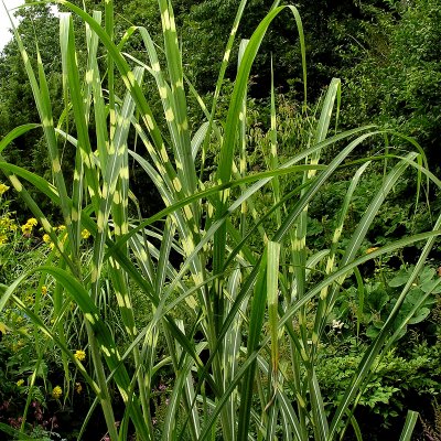 Miscanthus sinensis Zebrinus, Zebragräs