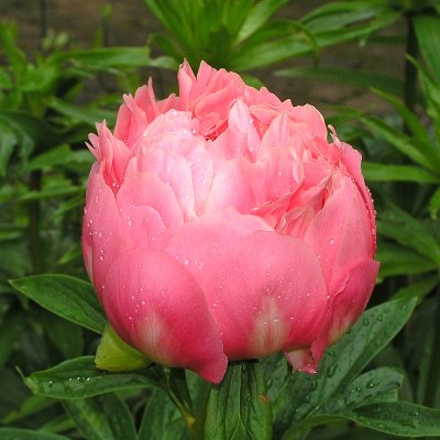 Paeonia hybrid Pink Hawaiian Coral, Pion