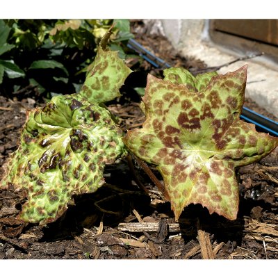 Dysosma (Podophyllum) Spotty Dotty, Sköldfotblad, P9cm