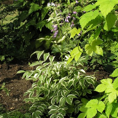 Polemonium reptans Stairway To Heaven, Krypblågull
