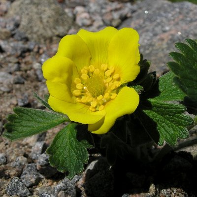 Potentilla megalantha