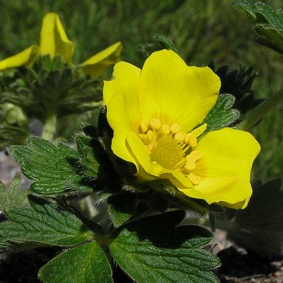 Potentilla megalantha