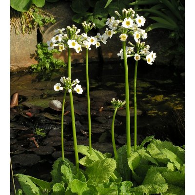 Primula japonica Postford White
