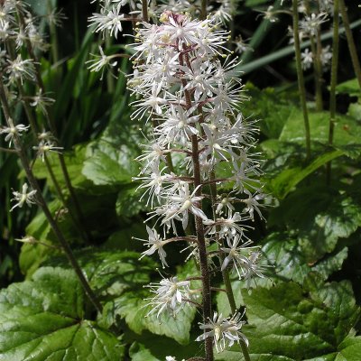Tiarella cordifolia, Spetsmössa