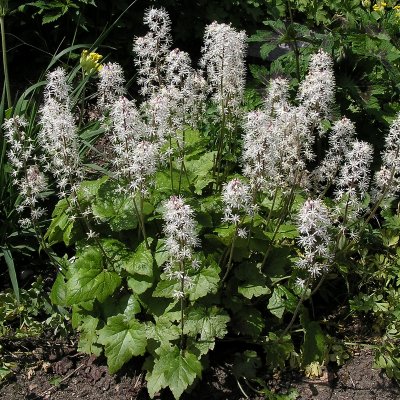 Tiarella cordifolia, Spetsmössa