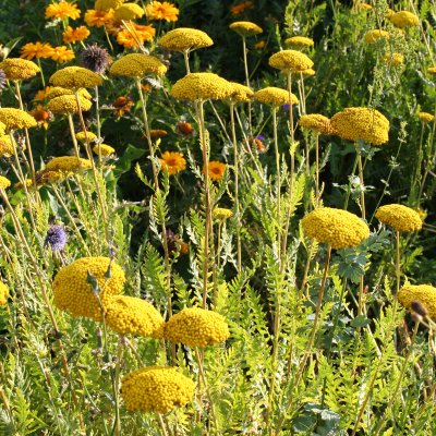 Achillea filipendulina Parker´s Variety