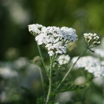 Achillea millefolium Schneetaler