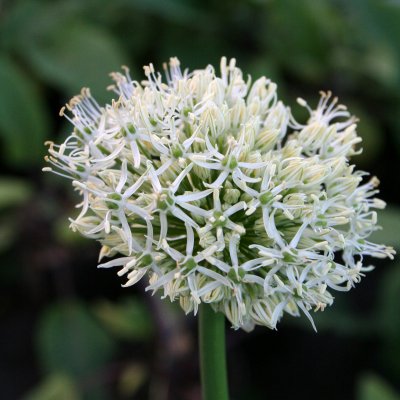 Allium Mont Blanc, Jättelök