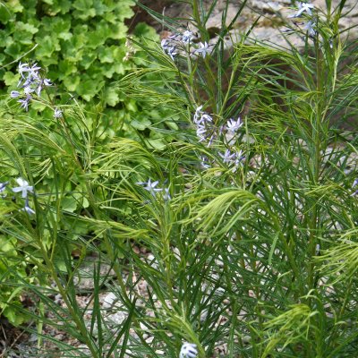 Amsonia hubrichtii