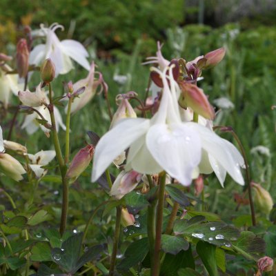 Aquilegia flabellata Cameo White, Japansk Akleja, C11cm