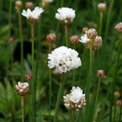 Armeria pseudarmeria Ballerina White, Bredbladig Trift, P9cm