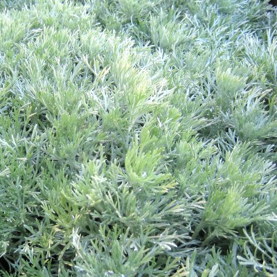 Artemisia schmidtiana Nana, Japansk Malört / Krypmalört