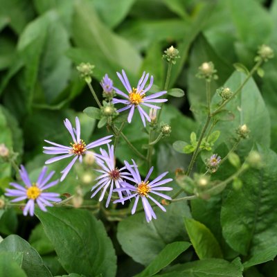 Eurybia (Aster) x herveyi Twilight, Skymningsaster