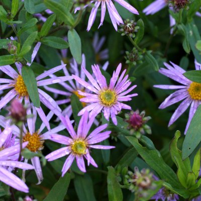 Aster pyrenaeus Lutetia