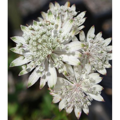 Astrantia major subsp. involucrata Shaggy (Margery Fish)