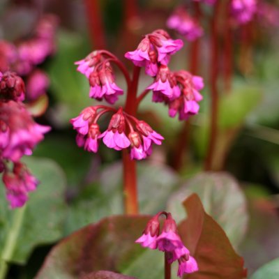 Bergenia cordifolia Eroica (Overture)