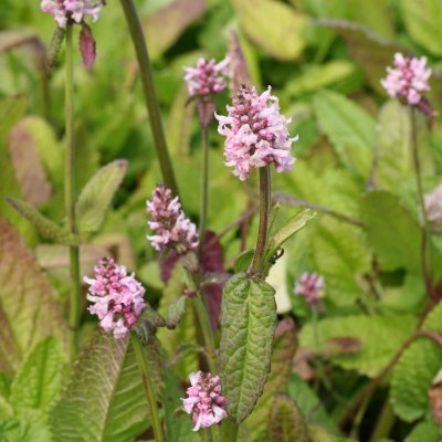 Betonica hirsuta Rosea
