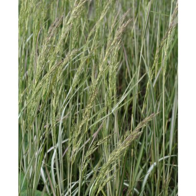 Calamagrostis acutiflora Avalanche