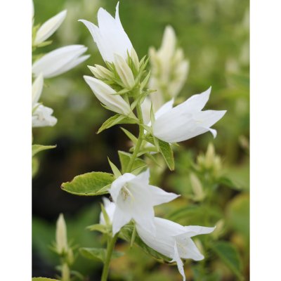 Campanula latifolia Alba, Hässleklocka, P9cm
