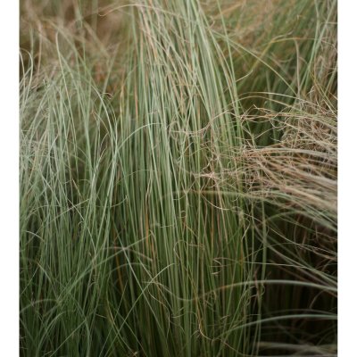 Carex comans Amazon Mist