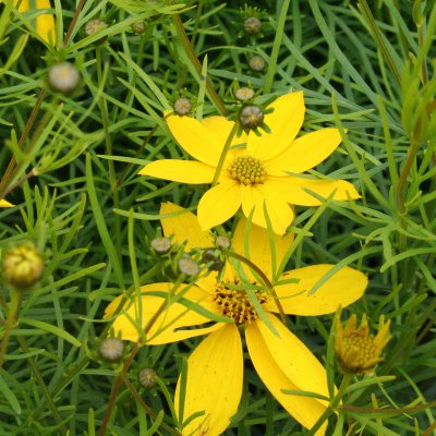 Coreopsis verticillata Zagreb, Höstöga