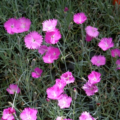 Dianthus gratianopolitanus Feuerhexe (Firewitch)