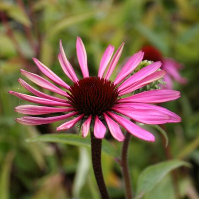 Echinacea hybr. Merlot ®