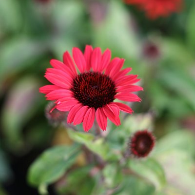 Echinacea hybr. SunSeekers ® Red
