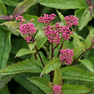 Eutrochium (Eupatorium) maculatum Red Dwarf, Fläckflockel