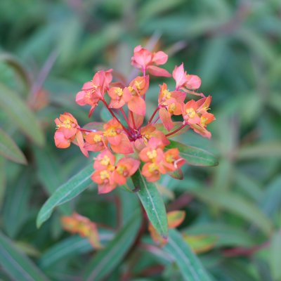 Euphorbia griffithii Fireglow, Eldtörel, C11cm