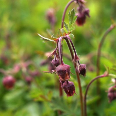 Geum rivale, Humleblomster