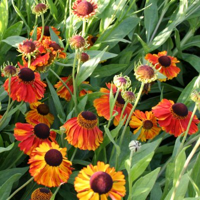 Helenium aut. hybr. Sahin´s Early Flowerer, Trädgårdssolbrud, SQ1