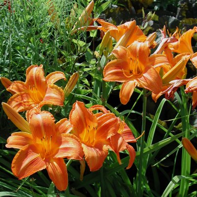 Hemerocallis hybr. Rocket City