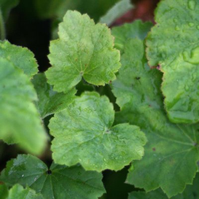 Heuchera villosa, Lönnalunrot, C11cm