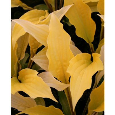 Hosta hybr. Fire Island