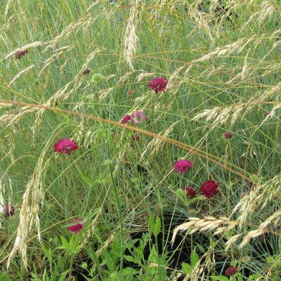Knautia macedonica, Grekisk Vädd