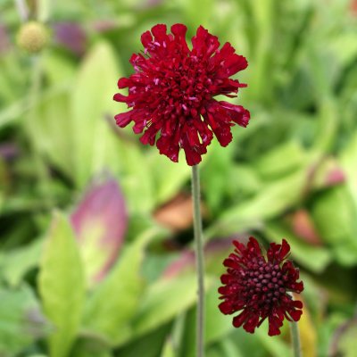 Knautia macedonica, Grekisk Vädd