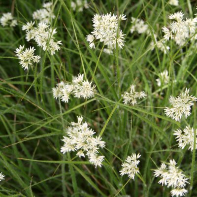 Luzula nivea, Silverfryle
