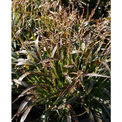 Luzula pilosa Igel, Vårfryle