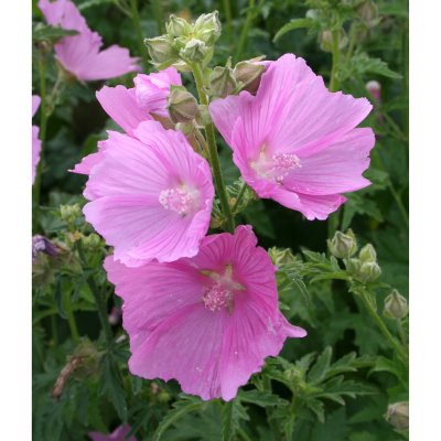Malva alcea Fastigiata, Rosenmalva
