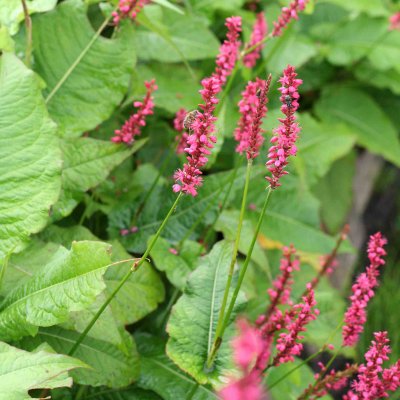 Bistorta amplexicaulis Speciosa