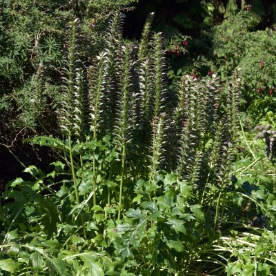 Acanthus mollis, Mjukakantus, P9cm