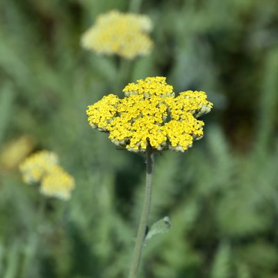 Achillea hybr. Coronation Gold, Praktröllika